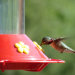 Hummingbird Haven