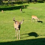 Rosebud Retreat, Absarokee, MT. 9